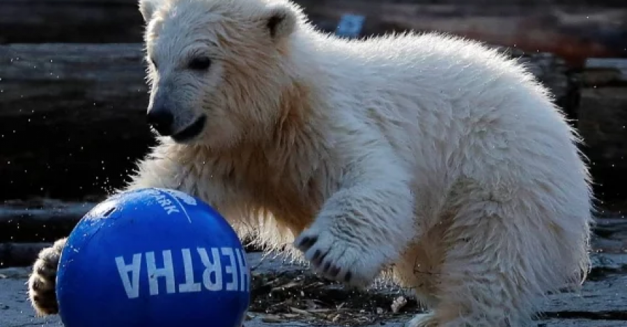 Zoológico en Berlín nombra «Hertha» a osa polar de 4 meses.